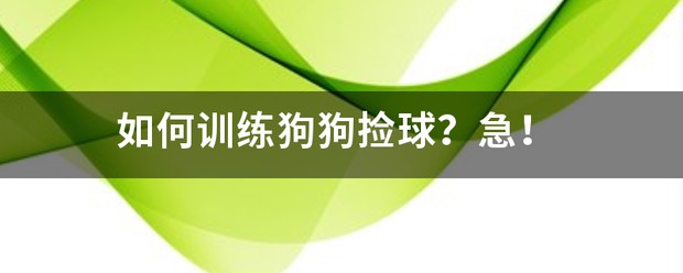训练爱犬的方式篮球狗